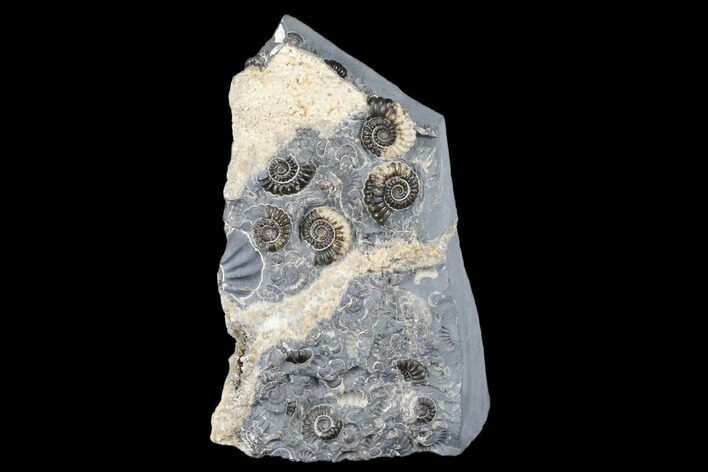 Ammonite (Promicroceras) Cluster - Marston Magna, England #176365